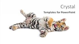 Presentation with tiger - Amazing presentation theme having two-months-old-tiger-cub backdrop and a white colored foreground