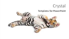  Presentation with tiger - Presentation consisting of two-months-old-tiger-cub background and a white colored foreground