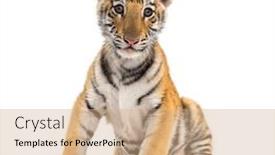  Presentation with tiger - Audience pleasing slide set consisting of two months old tiger cub backdrop and a coral colored foreground