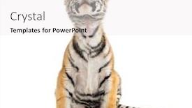  Presentation with black and white old phone - Cool new PPT theme with two months old tiger cub backdrop and a white colored foreground