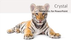  Presentation with tiger - Beautiful slide set featuring two months old tiger cub backdrop and a lemonade colored foreground