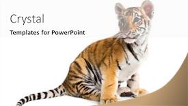  Presentation with tiger - Presentation theme consisting of two months old tiger cub background and a white colored foreground