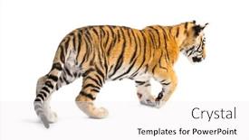  Presentation with tiger - Slide set having two months old tiger cub walking against white background background and a white colored foreground