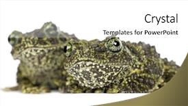  Presentation with frog - Audience pleasing presentation design consisting of two mossy frogs theloderma corticale also known as a vietnamese mossy frog or tonkin bug-eyed frog portrait against white background backdrop and a white colored foreground