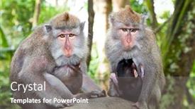  Presentation with mothers - Slides with two mothers with babys in sacred monkey forest ubud bali indonesia background and a gray colored foreground