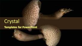  Presentation with mushrooms - PPT theme consisting of two-mushrooms-on-black-background background and a tawny brown colored foreground