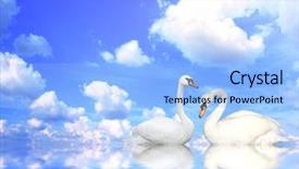  Presentation with blue water - Amazing theme having two mute swans on blue backdrop and a light blue colored foreground
