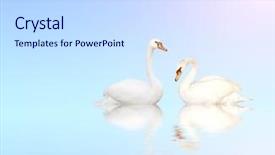  Presentation with blue waves - Presentation theme having two mute swans on blue background and a sky blue colored foreground