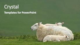  Presentation with new born - Slide set consisting of two new born lamb background and a  colored foreground