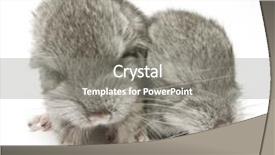  Presentation with newborn - PPT theme enhanced with two newborn chinchillas close up background and a  colored foreground