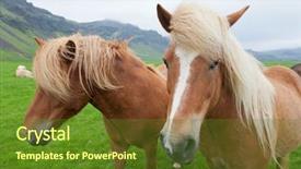  Presentation with horses - PPT theme consisting of two nice icelandic horses with chestnut hair coat walking in a icelandic summer countryside background and a tawny brown colored foreground