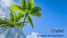  Presentation with palm tree - PPT theme enhanced with two nice palm tree background and a light blue colored foreground