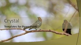  Presentation with branch - Colorful slide deck enhanced with two-northern-mocking-birds backdrop and a coral colored foreground