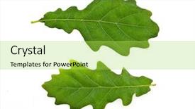  Presentation with oak - Presentation theme having two oak leaves isolated background and a yellow colored foreground