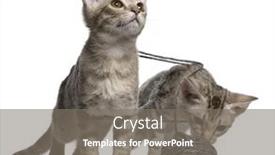  Presentation with cats - Presentation theme with two-ocicat-cats-13-weeks background and a gray colored foreground