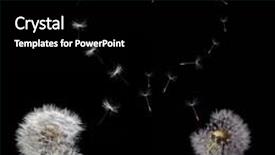  Presentation with seeds - Amazing presentation design having two old dandelions and heart backdrop and a black colored foreground