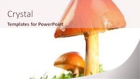  Presentation with orange green white - Colorful presentation theme enhanced with two-orange-and-yellow-mushrooms backdrop and a lemonade colored foreground