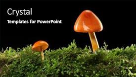  Presentation with yellow orange - Slides having two-orange-and-yellow-mushrooms background and a black colored foreground