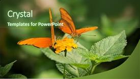  Presentation with purple teal yellow pink and orange - Beautiful presentation design featuring two orange dryas iulia butterflies backdrop and a tawny brown colored foreground