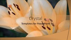  Presentation with lily - PPT theme enhanced with two-orange-lily-flowers-close background and a coral colored foreground
