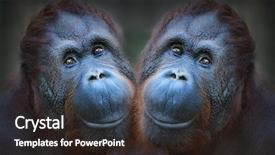  Presentation with selfie - Presentation theme enhanced with two orangutans have a fun background and a wine colored foreground