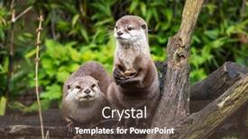  Presentation with shells - Beautiful theme featuring two-oriental-small-clawed-otters backdrop and a tawny brown colored foreground