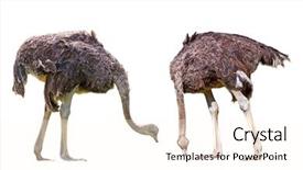  Presentation with octopus on isolated white - Colorful presentation design enhanced with two ostriches isolated on white backdrop and a cream colored foreground