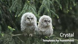  Presentation with branch - PPT theme featuring two owlets perching on tree background and a dark gray colored foreground