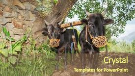  Presentation with plowing - PPT layouts consisting of two oxen plowing in indian background and a tawny brown colored foreground