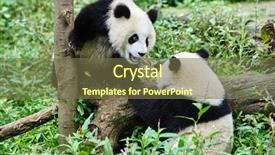  Presentation with gummy bear gummy bears and liquid - Colorful PPT theme enhanced with two panda bears cubs playing backdrop and a tawny brown colored foreground