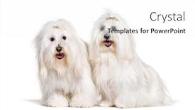 Presentation with dogs - Colorful slide set enhanced with two-panting-coton-de-tulear backdrop and a white colored foreground