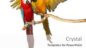  Presentation with parrots - PPT theme enhanced with two-parrots-colorful-isolated background and a white colored foreground
