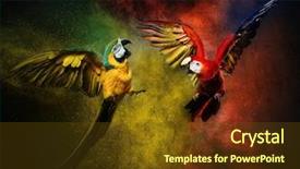  Presentation with parrot - Presentation theme enhanced with two parrots fighting against colourful background and a tawny brown colored foreground