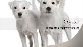  Presentation with russell - Presentation theme having two-parson-russell-terriers-standing background and a light gray colored foreground