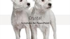  Presentation with russell - Audience pleasing presentation consisting of two-parson-russell-terriers-standing backdrop and a light gray colored foreground