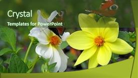  Presentation with peace education two smiley hands - Audience pleasing PPT layouts consisting of two peacock butterfly on dahlias backdrop and a tawny brown colored foreground