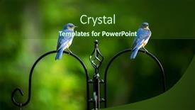  Presentation with eastern - Presentation theme consisting of two-pearched-eastern-bluebird-set background and a tawny brown colored foreground