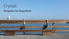  Presentation with seagull - Cool new PPT theme with two-pelicans-and-a-seagull backdrop and a light blue colored foreground