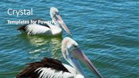  Presentation with turquoise - Audience pleasing PPT theme consisting of two pelicans floating in turquoise water in australia backdrop and a teal colored foreground