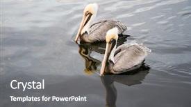  Presentation with florida - Beautiful slide deck featuring two pelicans swimming in the river homosassa florida backdrop and a gray colored foreground