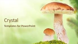  Presentation with moss - Audience pleasing theme consisting of two penny buns in green moss on light background backdrop and a soft green colored foreground