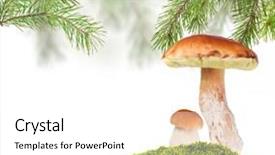  Presentation with moss - Amazing PPT theme having two penny buns under pine in green moss isolated on white background backdrop and a white colored foreground