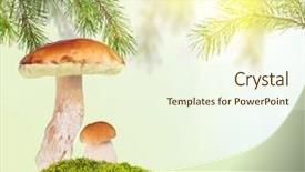  Presentation with pine - Presentation theme with two penny buns under pine in green moss on sunny background background and a cream colored foreground