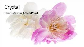  Presentation with peony - Audience pleasing slides consisting of two peony flowers isolated on white background backdrop and a white colored foreground