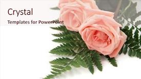  Presentation with pink roses - Cool new slide set with two perfect pink roses on a white background room for text backdrop and a lemonade colored foreground