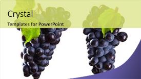  Presentation with grape vine wine grapes - PPT layouts having old fashion christmas greeting a background and a coral colored foreground