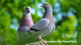  Presentation with bird - Audience pleasing PPT layouts consisting of two pigeons spring flirting backdrop and a forest green colored foreground