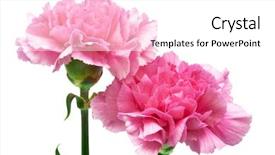  Presentation with pink white - Audience pleasing presentation theme consisting of two pink carnation backdrop and a white colored foreground