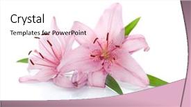  Presentation with lily flower - Slide set consisting of two pink lily flowers isolated background and a white colored foreground