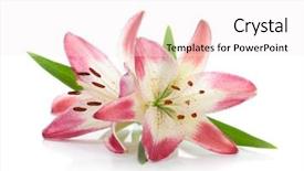  Presentation with pink white - Beautiful presentation theme featuring two pink lily isolated backdrop and a sky blue colored foreground